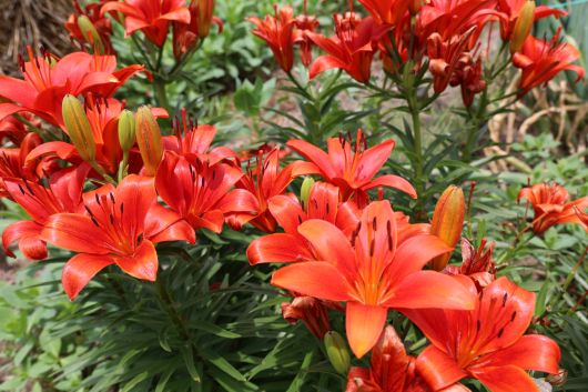 Betrachtet die Lilien