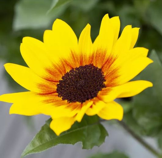 Offene Bl&uuml;te