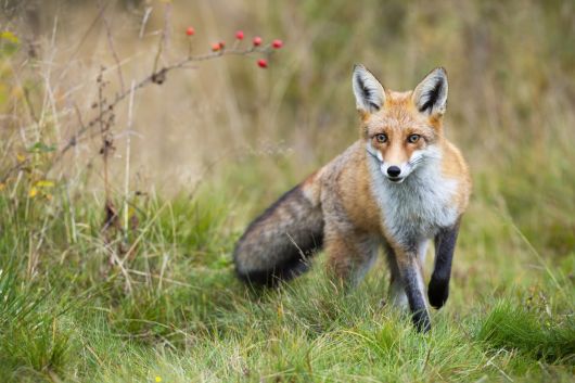 Fuchs