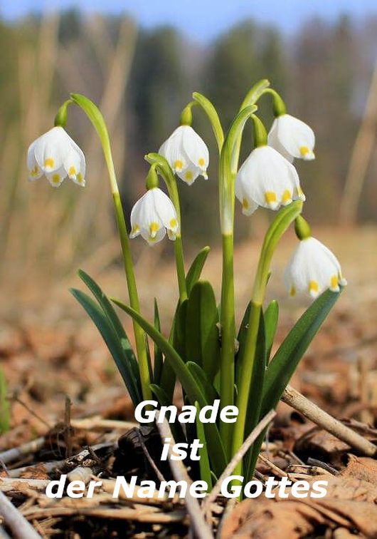 Gnade ist der Name Gottes