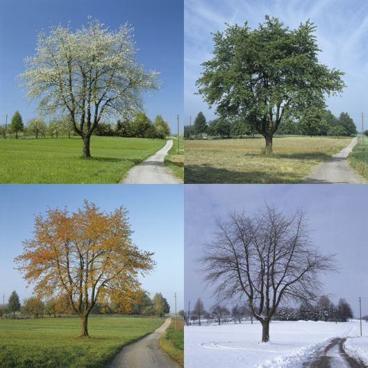 Verwandlung - Jahreszeiten