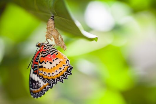 Verwandlung - Raupe - Puppe - Schmetterling